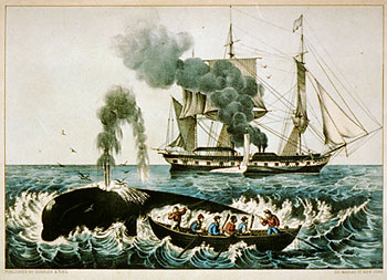 image of attack_right_whale